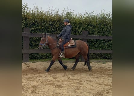 Meer ponys/kleine paarden, Merrie, 4 Jaar, 137 cm, Bruin