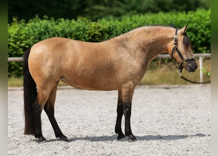 Meer ponys/kleine paarden, Merrie, 4 Jaar, 138 cm, Falbe