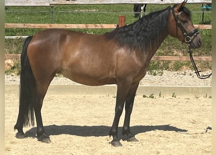 Meer ponys/kleine paarden, Merrie, 4 Jaar, 144 cm, Bruin