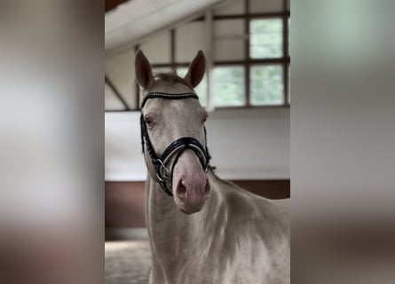 Meer ponys/kleine paarden, Merrie, 4 Jaar, 145 cm, Cremello