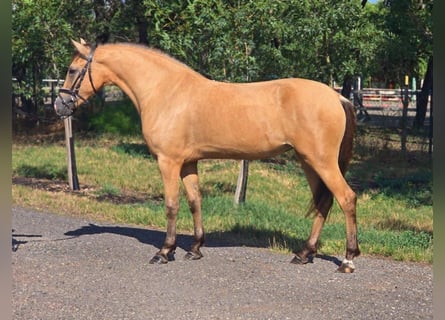 Meer ponys/kleine paarden, Merrie, 4 Jaar, 145 cm, Palomino