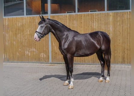 Meer ponys/kleine paarden, Merrie, 4 Jaar, 151 cm, Zwartschimmel