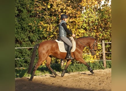 Meer ponys/kleine paarden, Merrie, 4 Jaar, 152 cm, Bruin