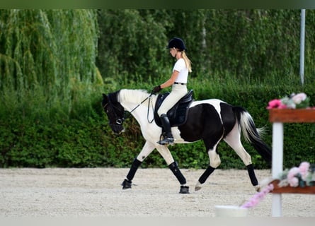 Meer ponys/kleine paarden, Merrie, 4 Jaar, 153 cm, Gevlekt-paard