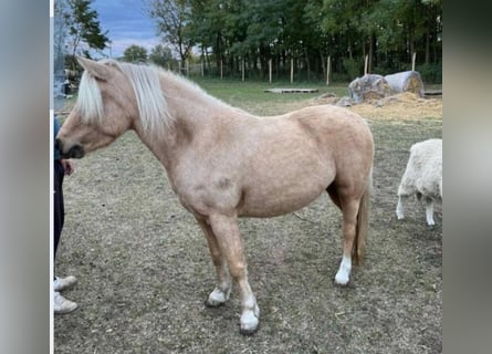 Meer ponys/kleine paarden, Merrie, 5 Jaar, 120 cm, Palomino