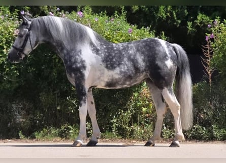 Meer ponys/kleine paarden, Merrie, 5 Jaar, 136 cm, Gevlekt-paard