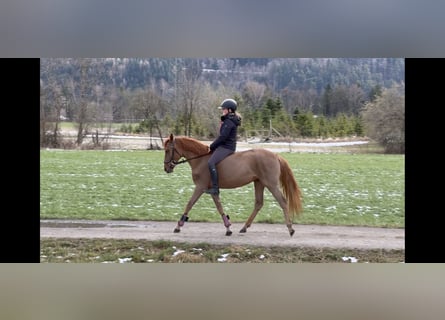 Meer ponys/kleine paarden, Merrie, 5 Jaar, 144 cm, Vos