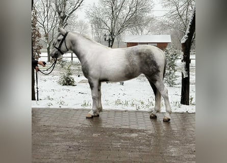 Meer ponys/kleine paarden, Merrie, 5 Jaar, 145 cm, Gevlekt-paard