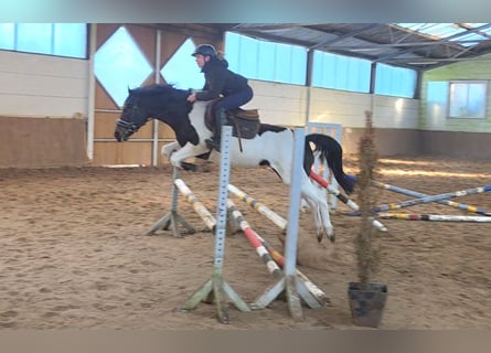 Meer ponys/kleine paarden, Merrie, 5 Jaar, 147 cm, Gevlekt-paard