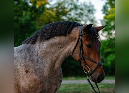 Meer ponys/kleine paarden, Merrie, 5 Jaar, 147 cm, Roan-Red