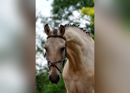 Meer ponys/kleine paarden, Merrie, 5 Jaar, 148 cm, Falbe