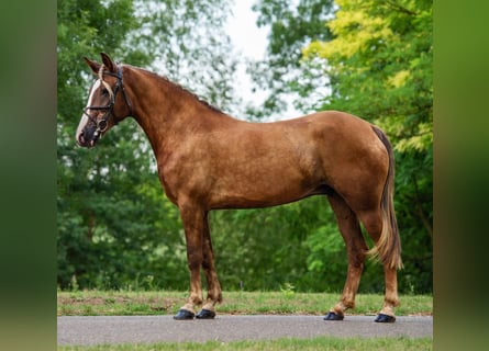 Meer ponys/kleine paarden, Merrie, 5 Jaar, 148 cm, Vos