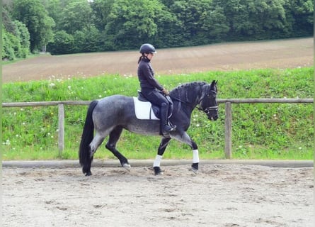 Meer ponys/kleine paarden, Merrie, 5 Jaar, 150 cm, Blauwschimmel