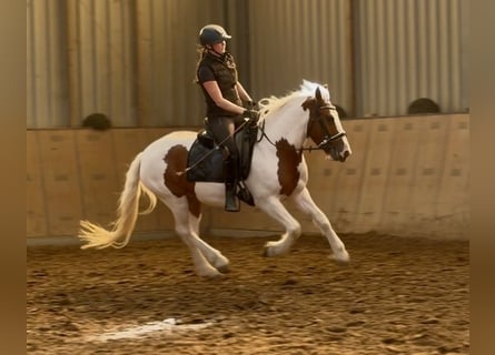Meer ponys/kleine paarden, Merrie, 5 Jaar, 150 cm, Gevlekt-paard