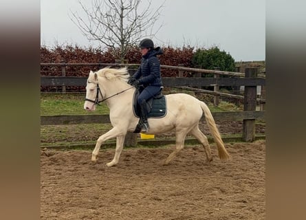 Meer ponys/kleine paarden, Merrie, 5 Jaar, 152 cm, Cremello