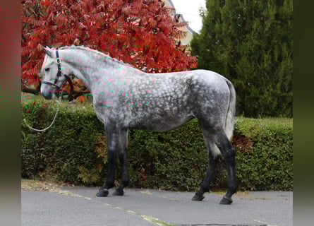 Meer ponys/kleine paarden, Merrie, 5 Jaar, 154 cm, Appelschimmel