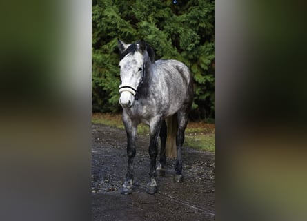 Meer ponys/kleine paarden, Merrie, 5 Jaar, 155 cm, Appelschimmel