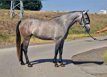 Meer ponys/kleine paarden, Merrie, 5 Jaar, 155 cm, Schimmel