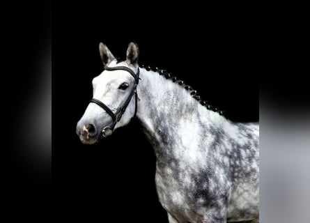 Meer ponys/kleine paarden, Merrie, 5 Jaar, 155 cm, Schimmel