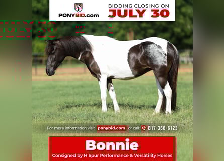 Meer ponys/kleine paarden, Merrie, 6 Jaar, 112 cm