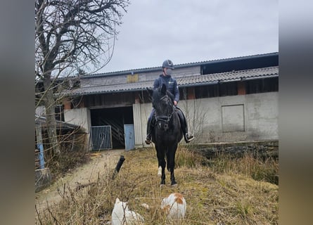 Meer ponys/kleine paarden, Merrie, 6 Jaar, 145 cm, Zwart