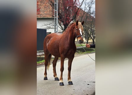 Meer ponys/kleine paarden, Merrie, 6 Jaar, 148 cm, Bruin