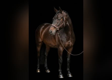 Meer ponys/kleine paarden, Merrie, 6 Jaar, 149 cm, Bruin