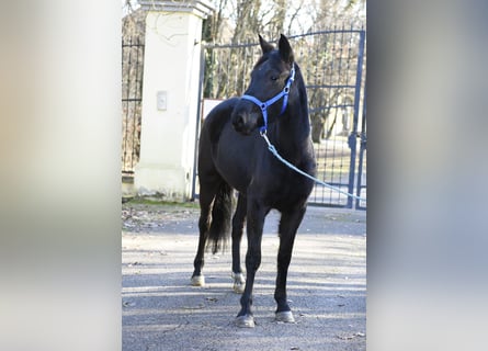 Meer ponys/kleine paarden, Merrie, 6 Jaar, 149 cm, Zwart