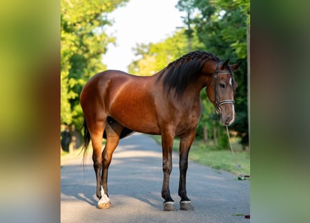 Meer ponys/kleine paarden, Merrie, 6 Jaar, 150 cm