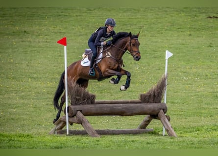 Meer ponys/kleine paarden, Merrie, 6 Jaar, 155 cm, Roodbruin