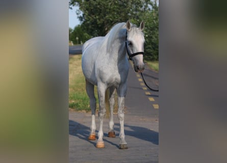 Meer ponys/kleine paarden, Merrie, 6 Jaar, 155 cm, Schimmel