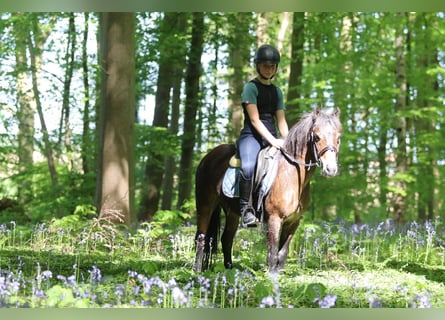 Meer ponys/kleine paarden, Merrie, 7 Jaar, 121 cm, Bruin