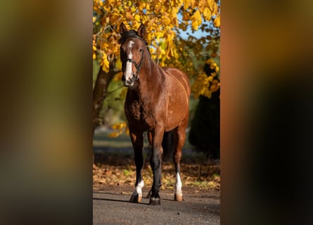 Meer ponys/kleine paarden, Merrie, 7 Jaar, 144 cm, Bruin