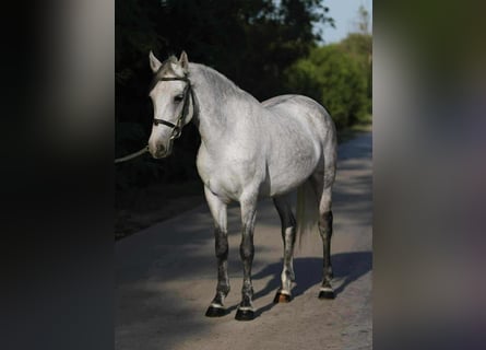 Meer ponys/kleine paarden, Merrie, 7 Jaar, 144 cm, Schimmel