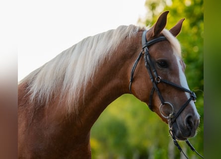 Meer ponys/kleine paarden, Merrie, 7 Jaar, 146 cm, Vos
