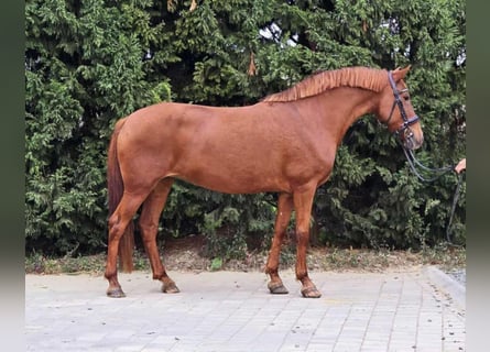 Meer ponys/kleine paarden, Merrie, 7 Jaar, 148 cm, Vos