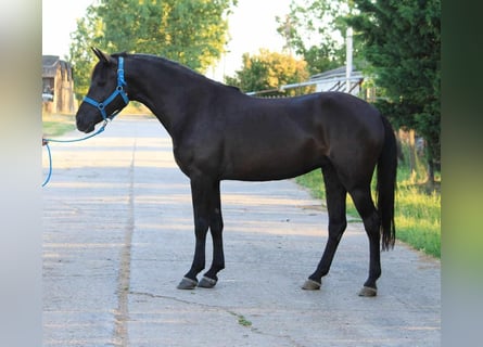 Meer ponys/kleine paarden, Merrie, 7 Jaar, 148 cm, Zwart