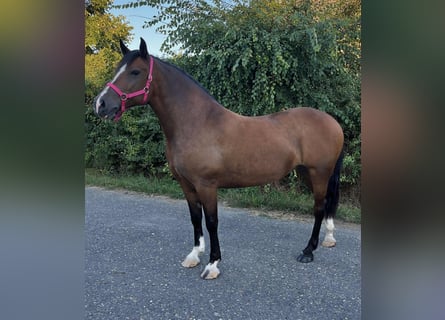 Meer ponys/kleine paarden, Merrie, 7 Jaar, 153 cm, Bruin