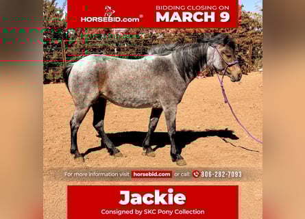 Meer ponys/kleine paarden, Merrie, 8 Jaar, 122 cm, Roan-Bay