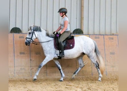 Meer ponys/kleine paarden, Merrie, 8 Jaar, 143 cm, Schimmel