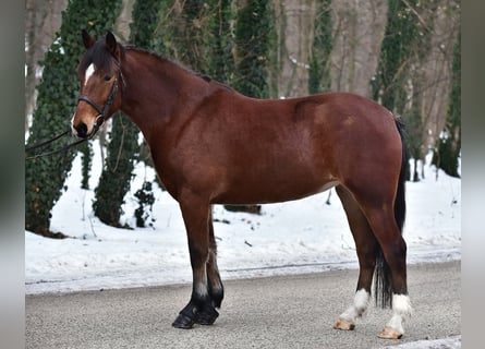Meer ponys/kleine paarden, Merrie, 8 Jaar, 145 cm, Bruin