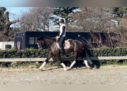 Meer ponys/kleine paarden, Merrie, 8 Jaar, 147 cm, Donkerbruin