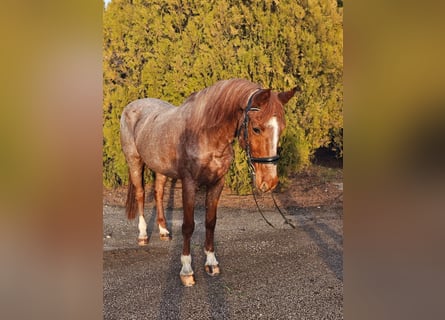 Meer ponys/kleine paarden, Merrie, 8 Jaar, 150 cm, Roan-Red