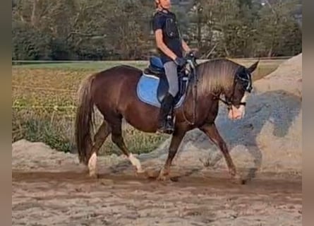 Meer ponys/kleine paarden, Merrie, 9 Jaar, 127 cm, Donkere-vos