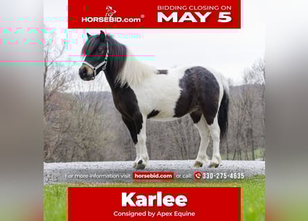Meer ponys/kleine paarden, Merrie, 9 Jaar, 94 cm
