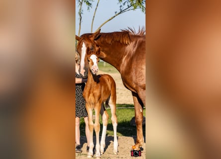 Meer ponys/kleine paarden, Merrie, , 162 cm, Vos