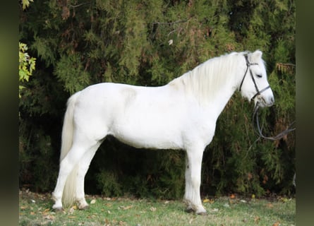 Meer ponys/kleine paarden, Ruin, 10 Jaar, 132 cm, Schimmel