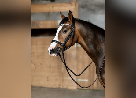 Meer ponys/kleine paarden, Ruin, 10 Jaar, 145 cm, Bruin