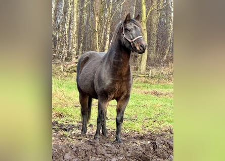 Meer ponys/kleine paarden Mix, Ruin, 11 Jaar, 143 cm, Zwartbruin