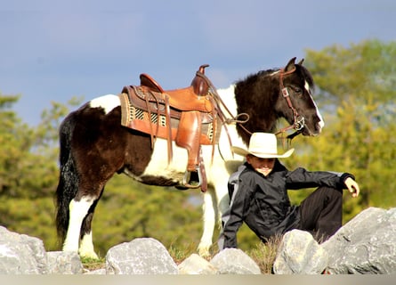 Meer ponys/kleine paarden, Ruin, 13 Jaar, 102 cm, Gevlekt-paard